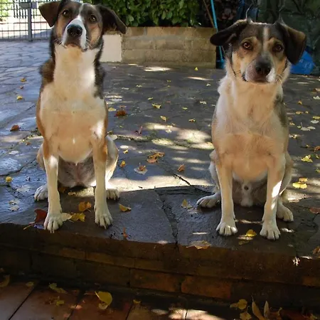 Апартаменти Toscana Da Sogno A Allegria Сієна