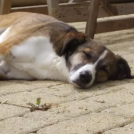 Toscana Da Sogno A Allegria * سيينا