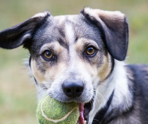 Toscana Da Sogno A Allegria * 锡耶纳