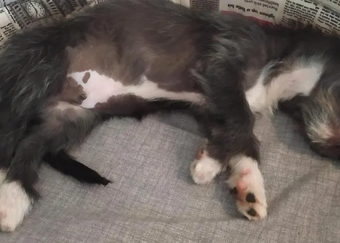 Toscana Da Sogno A Allegria Apartment *