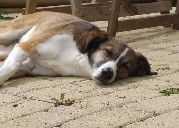 Toscana Da Sogno A Allegria * Siena